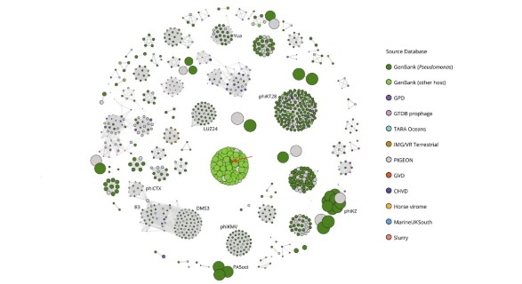 PhageClouds network graph: clusters of phage genomes coloured by source database, with a query genome highlighted at the centre.