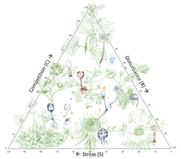 CSR triangle with competition, stress and disturbance axes, overlaid with illustrated plants and phage particles.