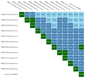 Triangular heat map of pairwise similarity percentages between a query genome and reference genomes labelled Muminvirus and Lillamyvirus, with 100.0 on the diagonal.